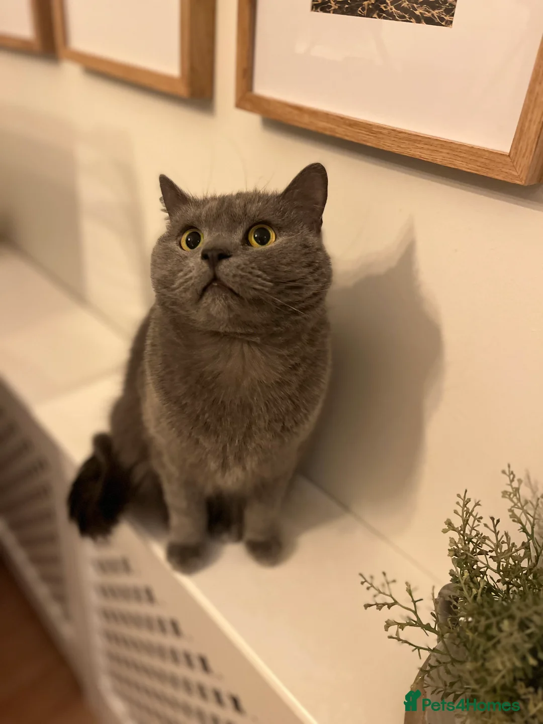 British Shorthair cats for sale: 2 British Short Hair Cats for sale  - Advert 3