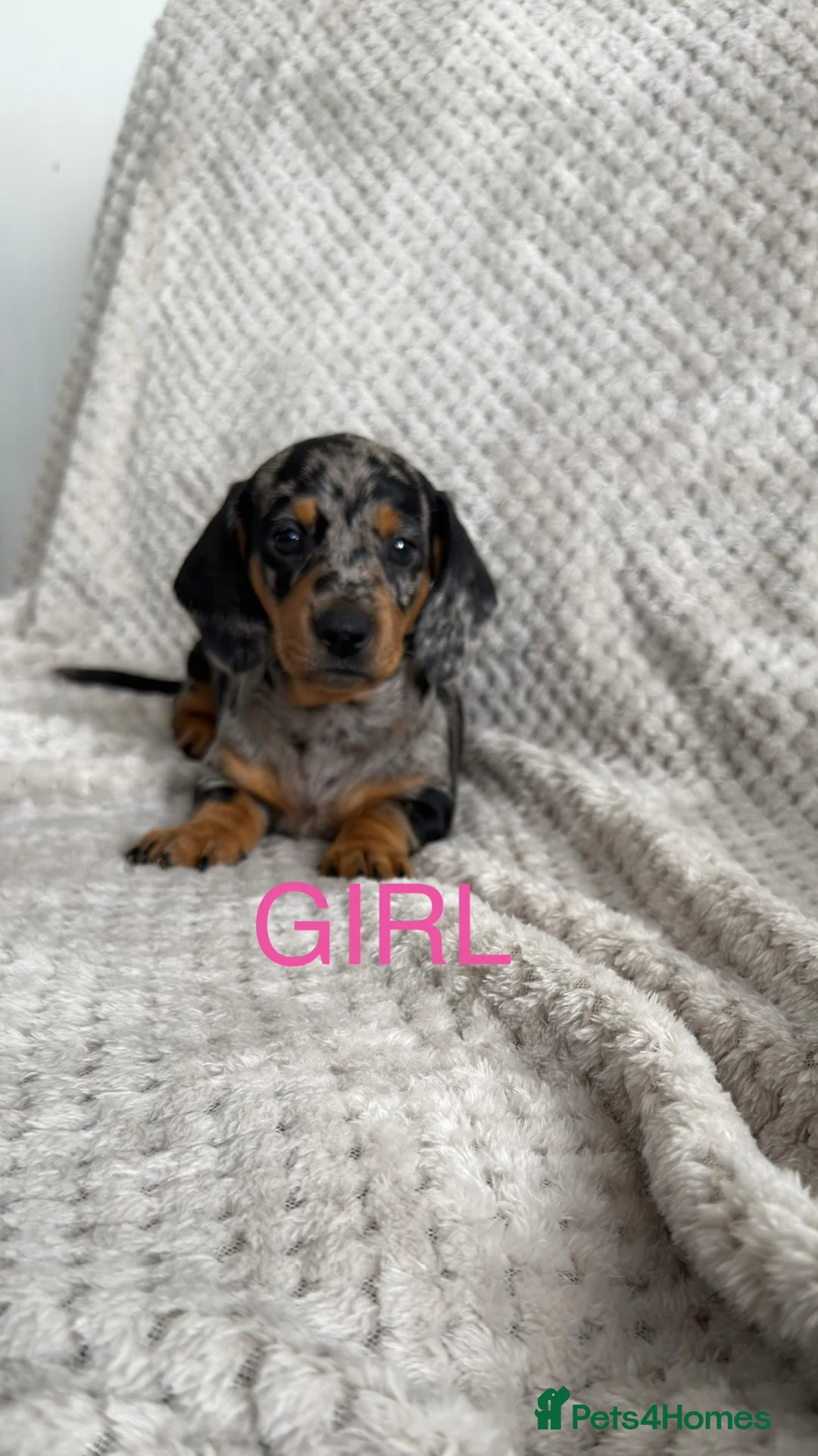 Dachshund dogs for sale: Dachshund puppies - Advert 1