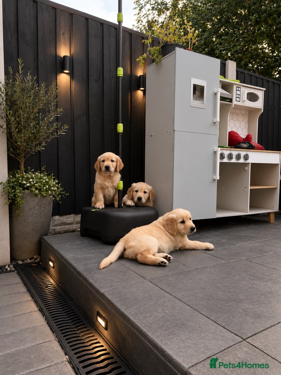 Golden Retriever dogs Kc extensively health tested boys and girls  - Advert 4