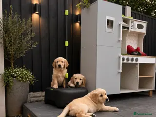 Golden Retriever dogs Kc extensively health tested boys and girls - Advert 4