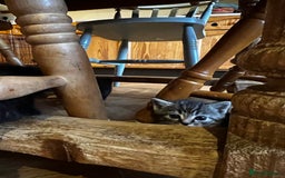 Mixed Breed cats for sale: Adorable Kittens Ready to Leave soon - Advert 9