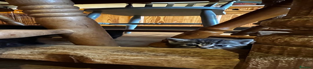 Mixed Breed Kitten 3