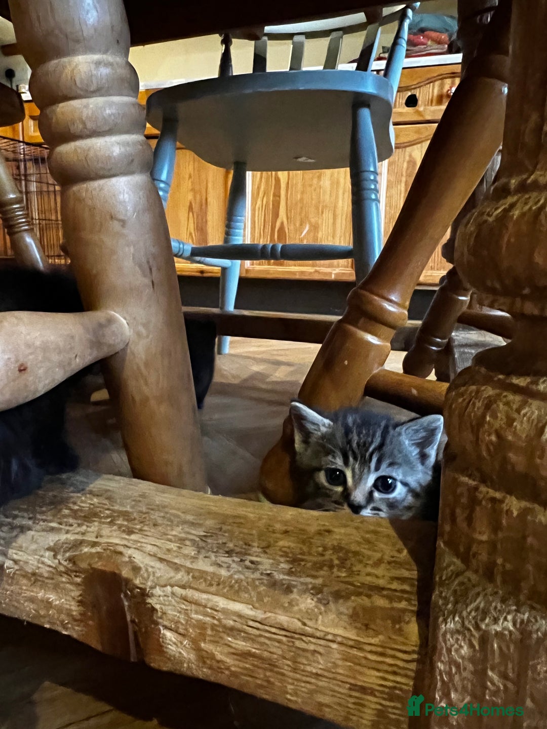 Mixed Breed cats for sale: Adorable Kittens Ready to Leave soon - Advert 9