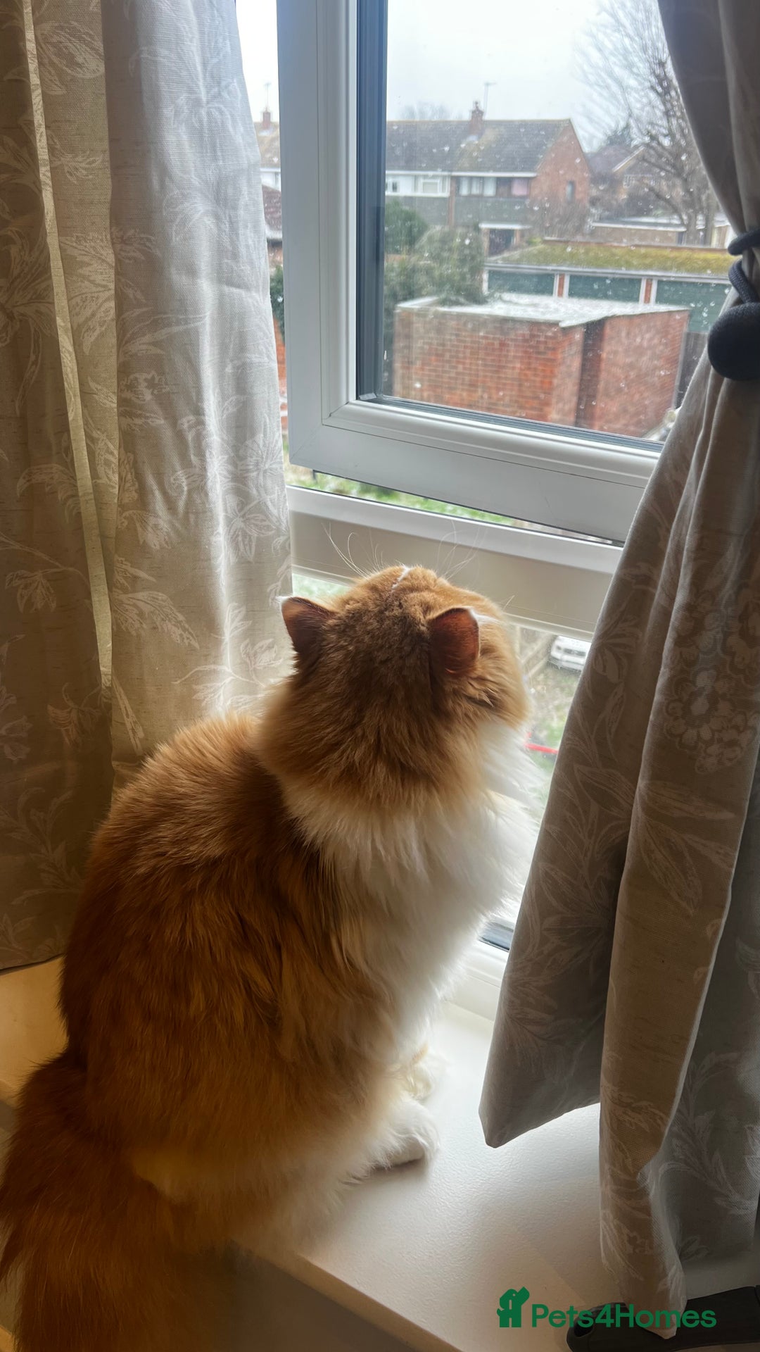 British Longhair cats for sale: British Longhair Pedigree Male – Rehoming - Advert 4