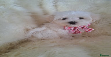 Maltese dogs in Llanymynech - Advert 12