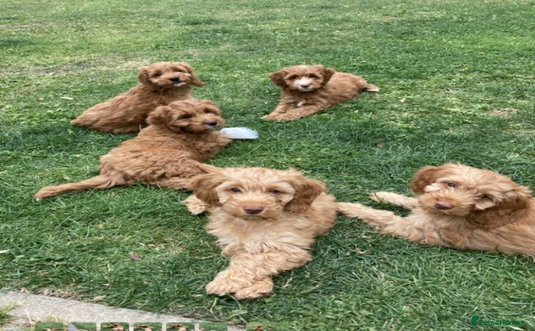 Cockapoo dogs - Advert 15