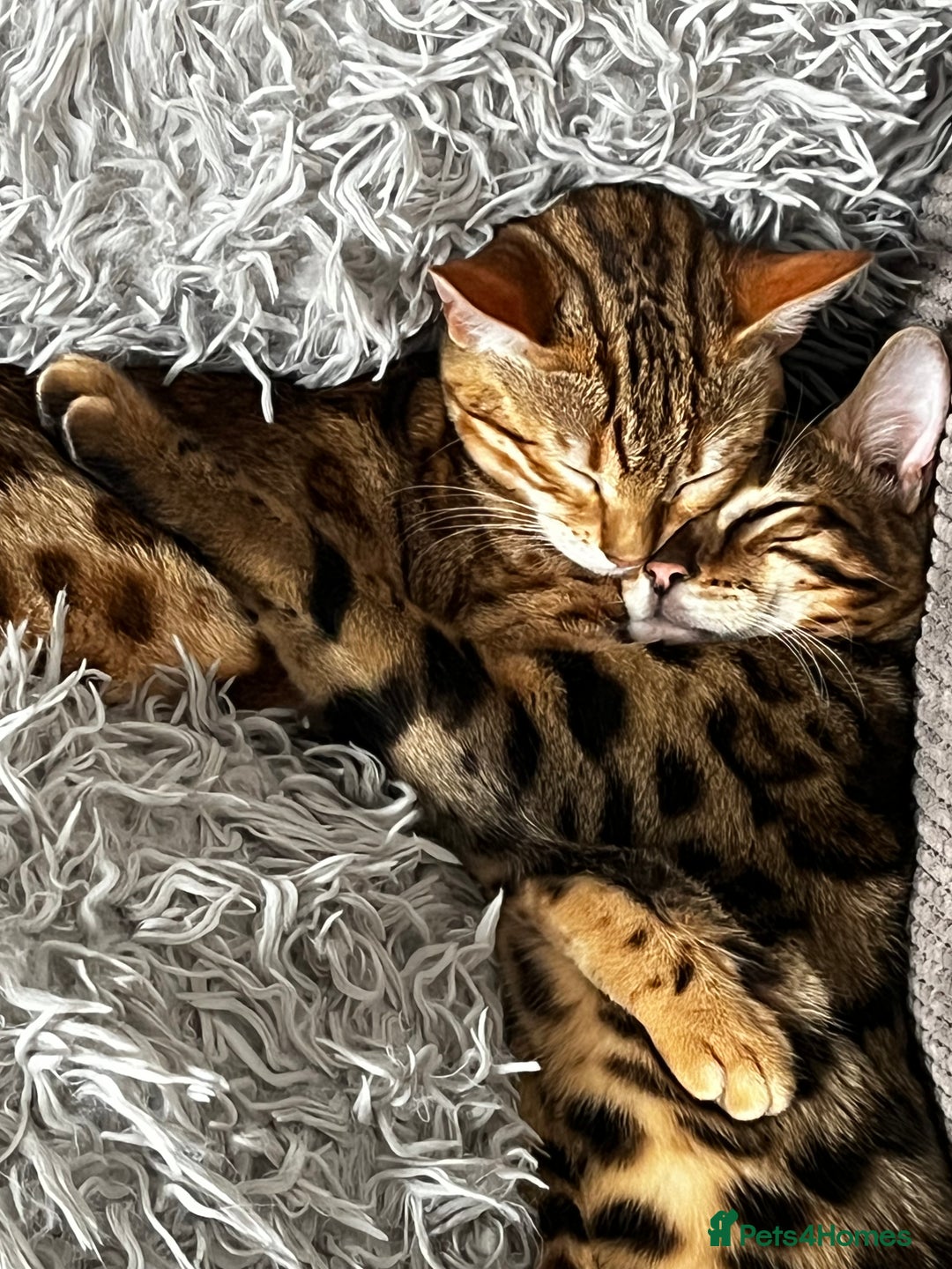 Bengal cats for sale: 2 lovable bengal brothers - Advert 10
