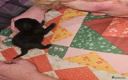 British Longhair cats for sale: Kitten - Image 11