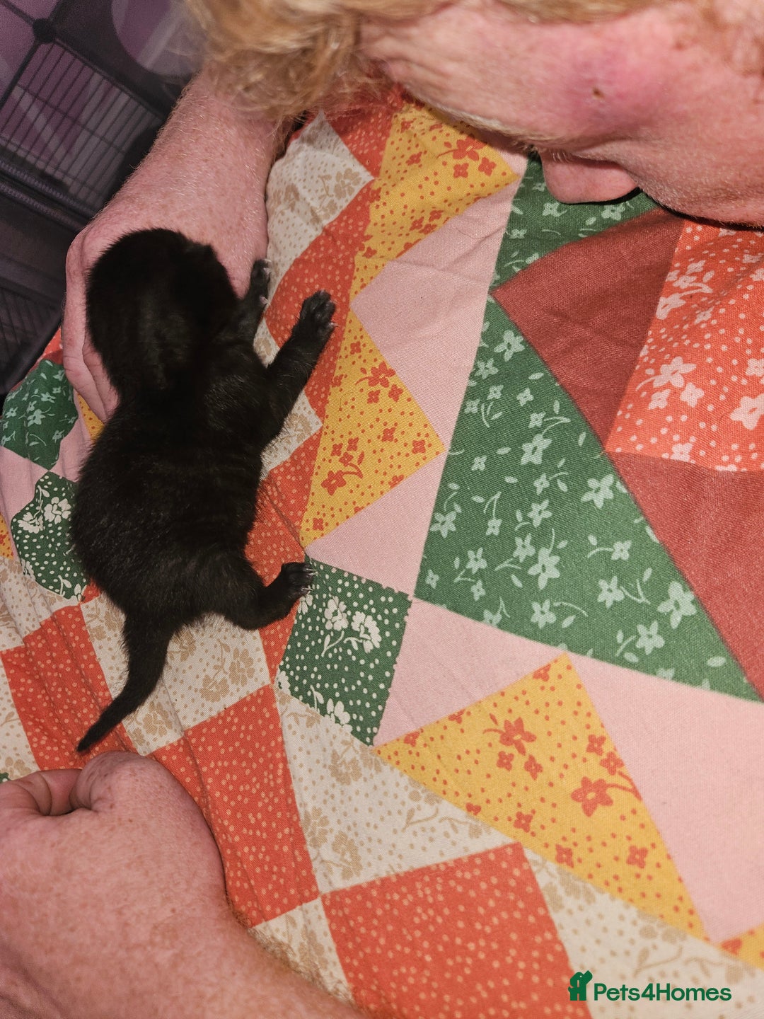 British Longhair cats for sale: Kitten - Image 11