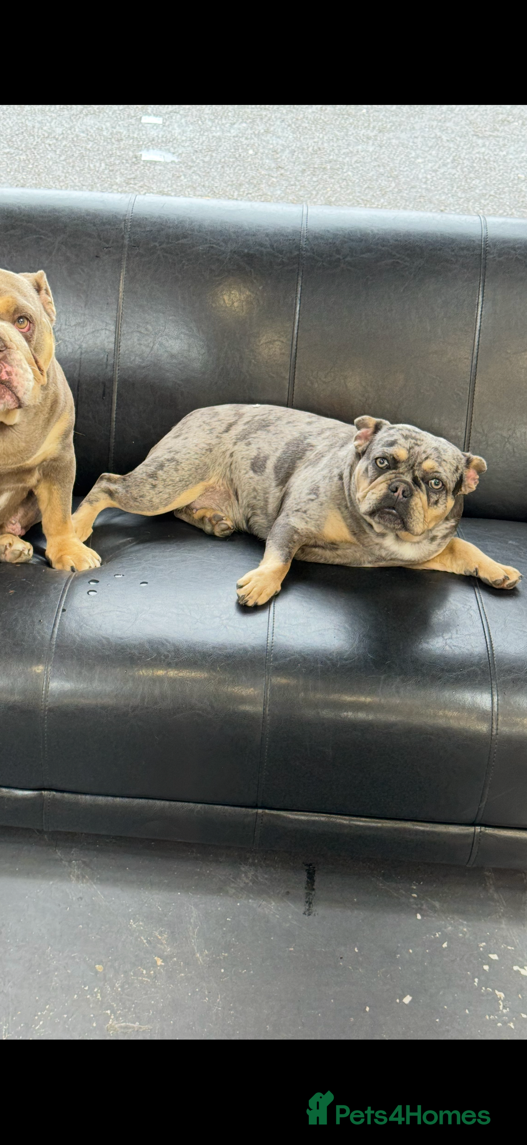 French Bulldog dogs for sale: French bulldog bitch merle  - Image 2