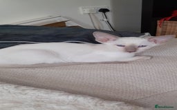Siamese cats for sale: Buster - Image 1