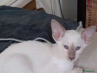 Siamese cats - Advert 5