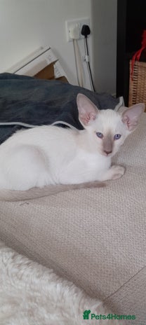 Siamese cats - Advert 3