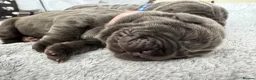Neapolitan Mastiff dogs for sale: Neapolitan mastiff puppies 1 girl grey/1 boy grey  - Advert 9