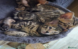 Bengal cats for sale: Bengal kittens for sale £350 - Image 10