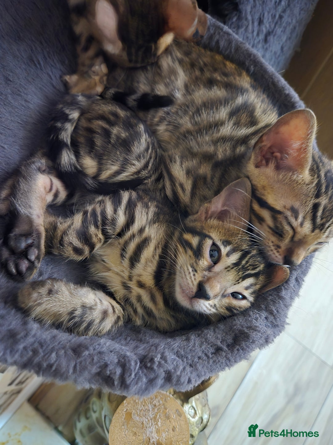 Bengal cats for sale: Bengal kittens for sale £350 - Image 10