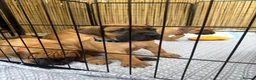 Boerboel dogs for sale: Elite Guard Neema X Spartan Dutch - Advert 13