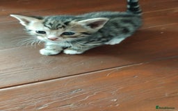 Mixed Breed cats for sale: Kittens american ringtail mixbreed  - Image 8