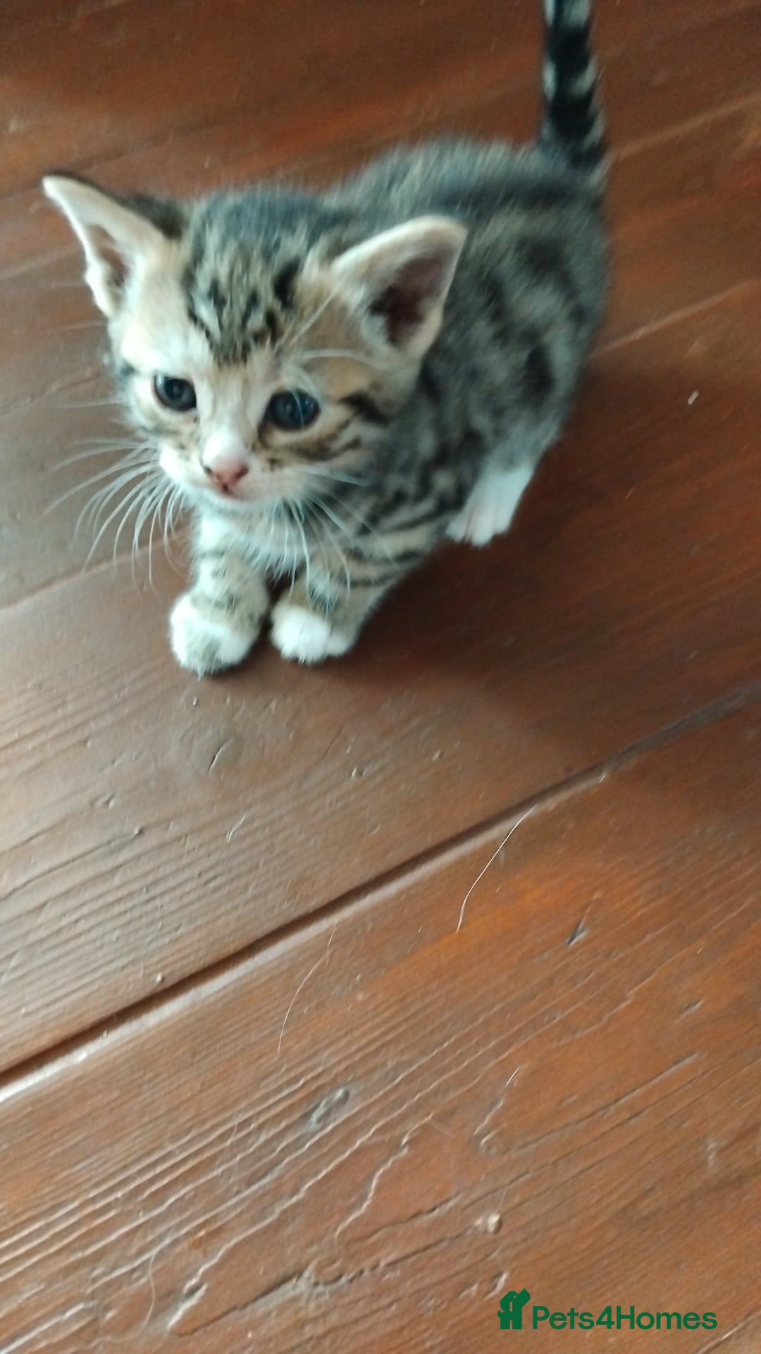 Mixed Breed cats for sale: Kittens american ringtail mixbreed  - Image 8