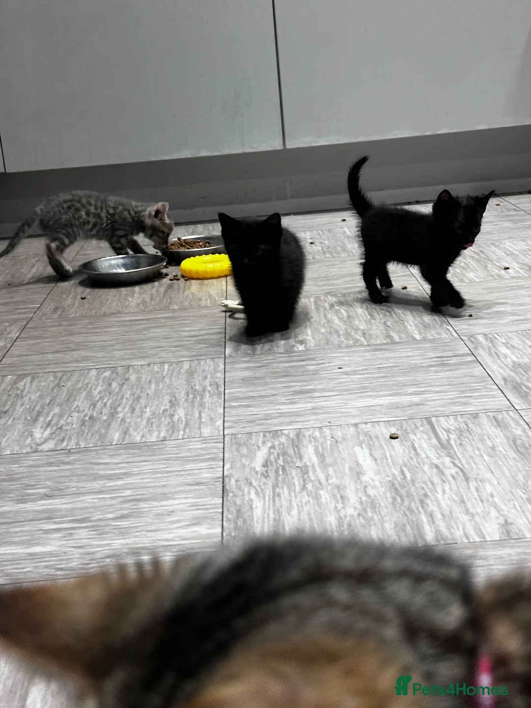 Bengal cats for sale: Bengal kittens for sale  - Advert 9