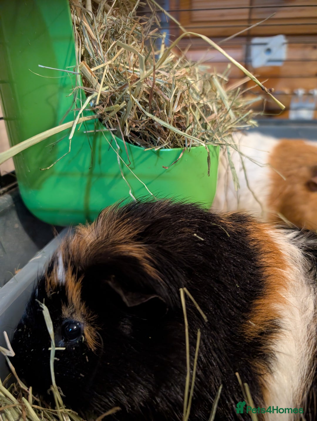 Guinea Pig rodents for sale: 2x male guinea pigs  - Advert 2