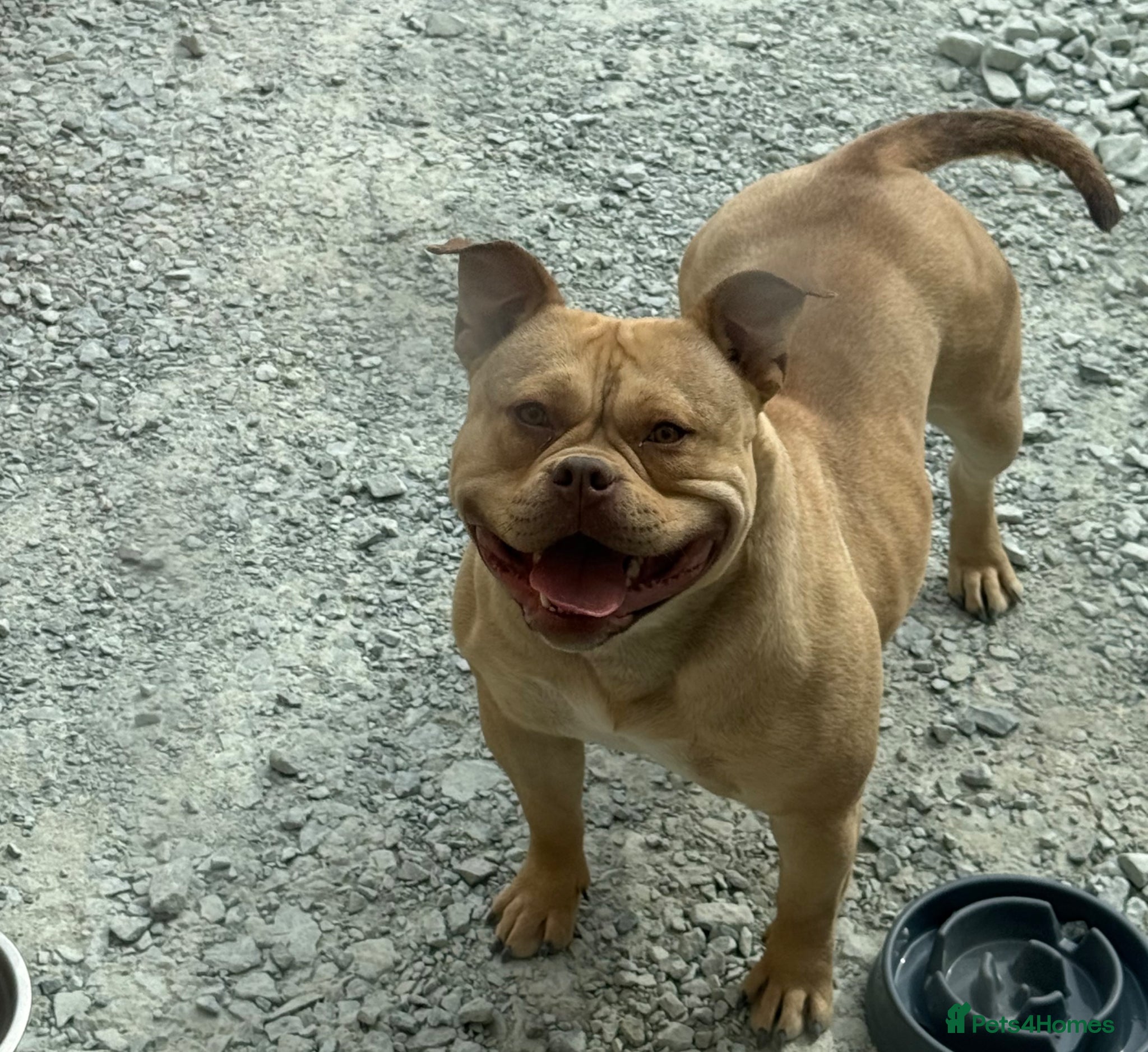 American Bully dogs ABKC REGISTERED Pocket bullz - Advert 1