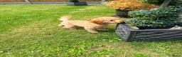Toy Poodle dogs for sale: 1 boy available healthtested beautiful toy poodle  - Advert 16