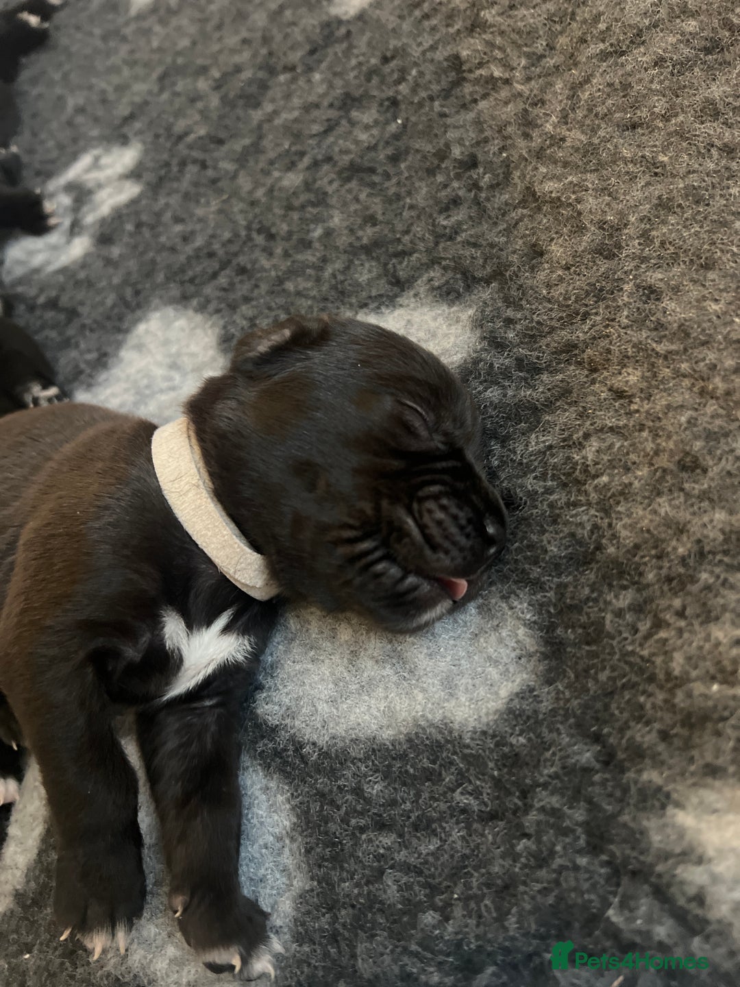 Cane Corso dogs for sale: Yuki & Aries Cane Corso Puppies  - Image 19
