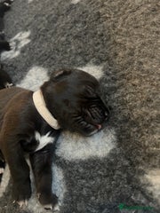 Cane Corso Puppy 9 White