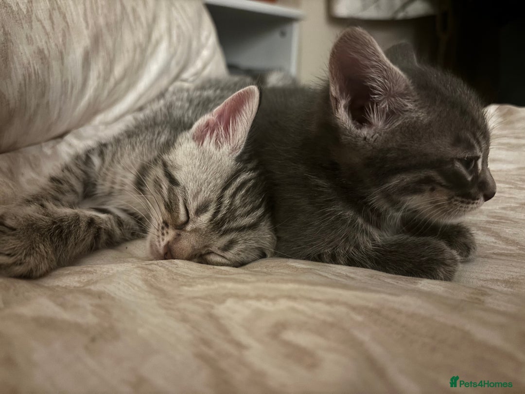 Bengal cats for sale: Half breed Bengal kittens for sale🐆 - Image 2