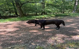 Mixed Breed dogs for sale: Rehoming uk newfador - Image 1