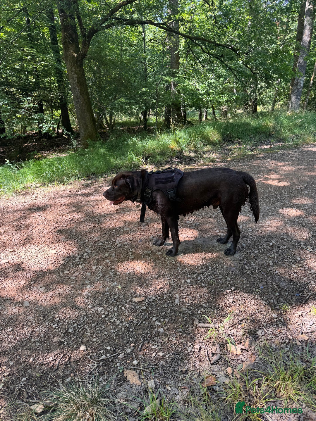 Mixed Breed dogs for sale: Rehoming uk newfador - Image 1