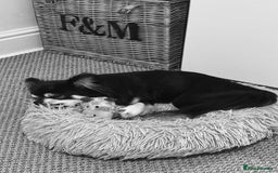 Chihuahua dogs for stud: Long Haired Black and Tan Chihuahua For Stud - Image 2