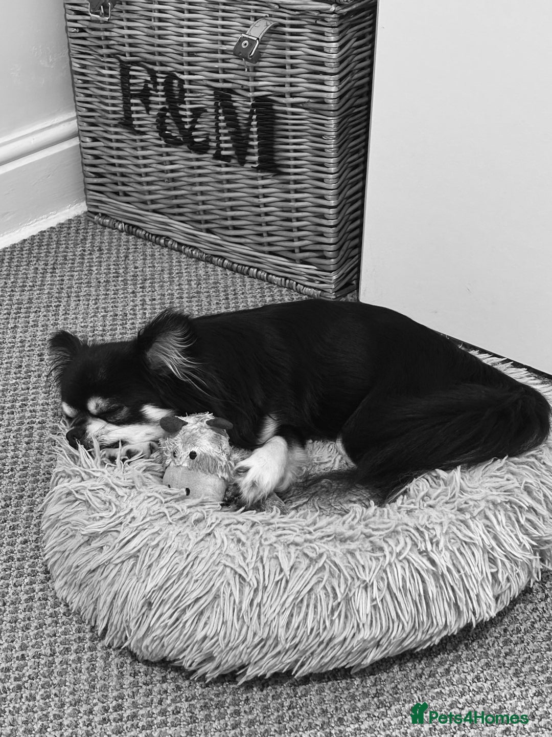Chihuahua dogs for stud: Long Haired Black and Tan Chihuahua For Stud - Image 2