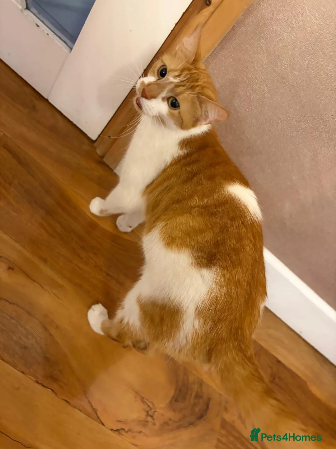 Domestic Shorthair cats for sale: Ginger and white  - Advert 1