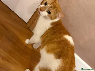 Domestic Shorthair cats Ginger and white - Advert 1