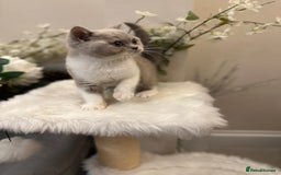 British Shorthair cats for sale: Blue/Lilac/Bicolour & Tortie Full Pedigree Reg BSH - Image 9