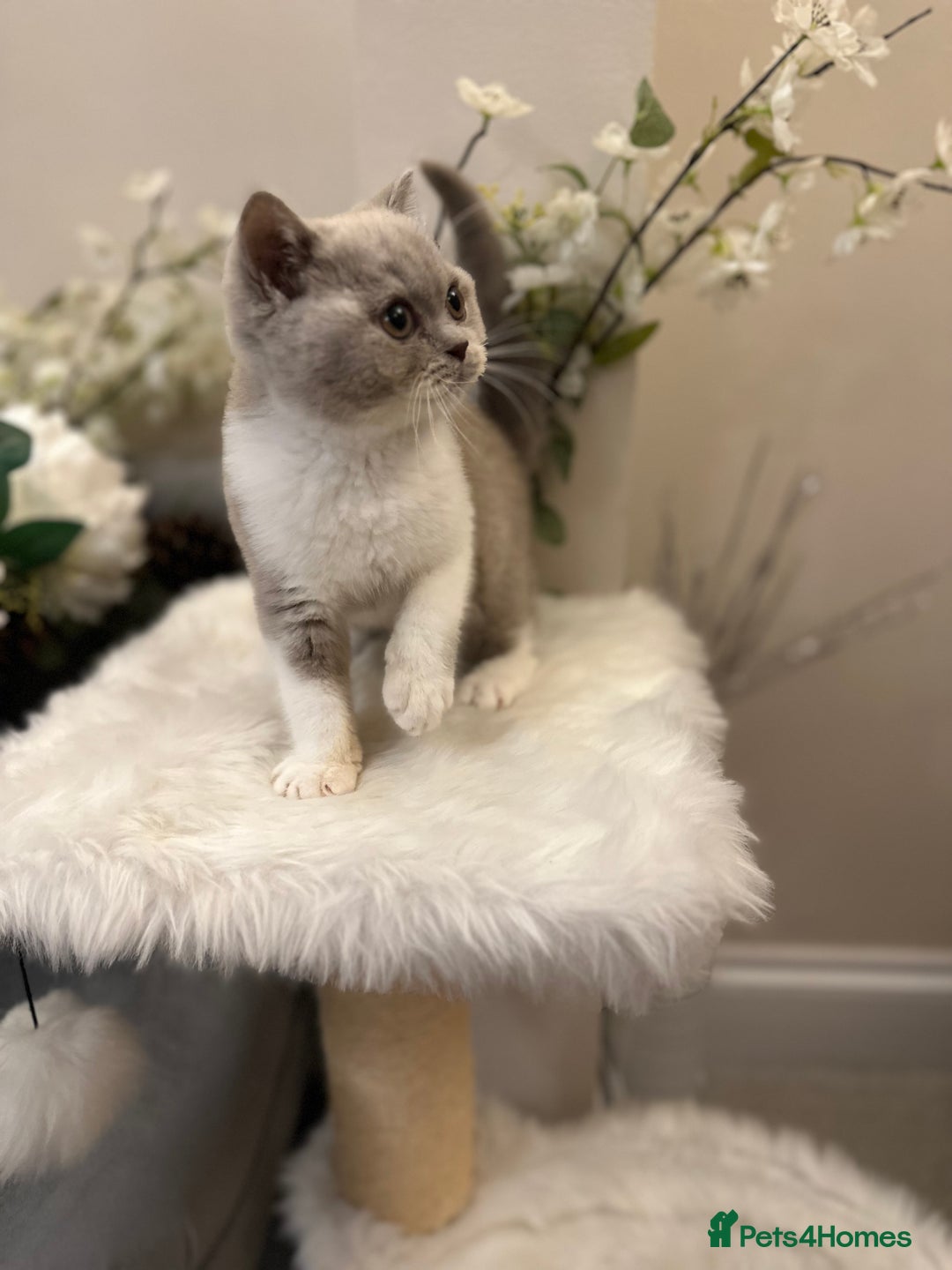 British Shorthair cats for sale: Blue/Lilac/Bicolour & Tortie Full Pedigree Reg BSH - Image 9