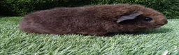 Guinea Pig rodents for sale: Rex guinea pigs  - Advert 4