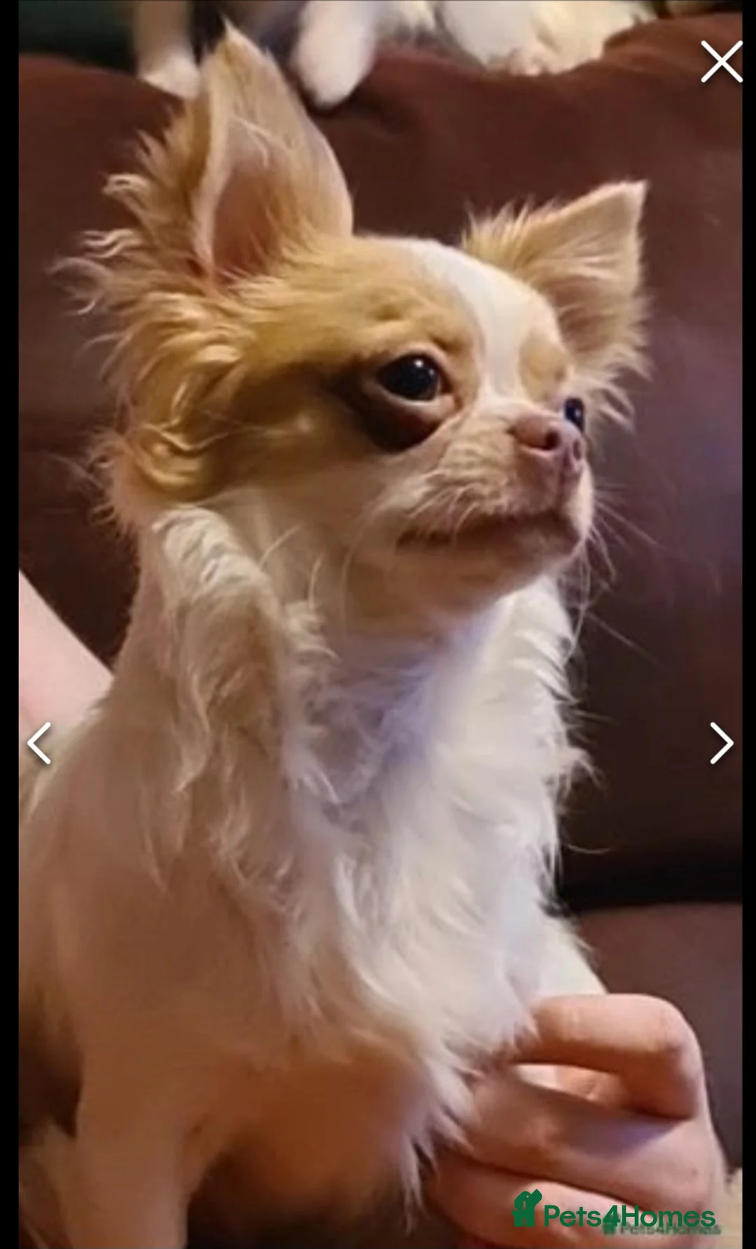 Chihuahua dogs for stud: Kc long haired chihuahua stud  in Wisbech - Advert 2