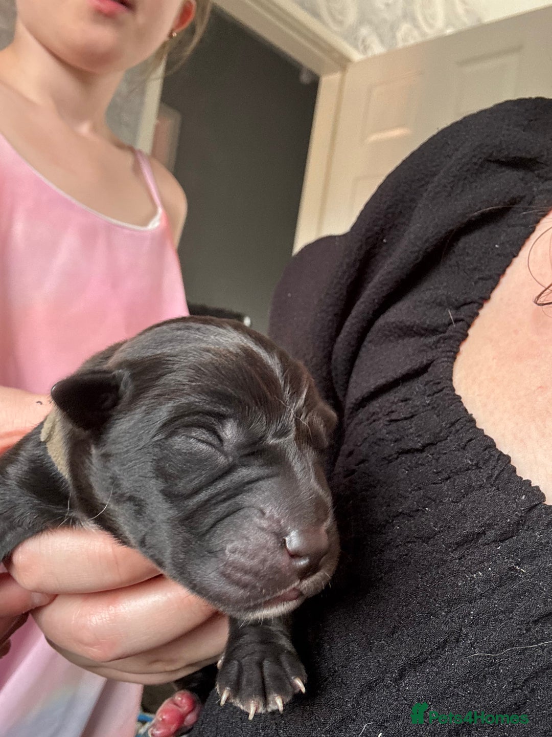 Mixed Breed dogs for sale: Mixed breed Labrador puppies  - Image 16