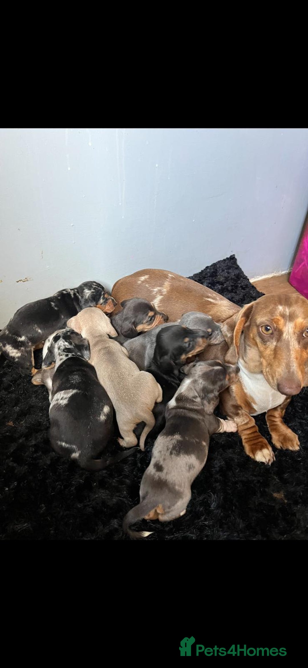 Miniature Dachshund dogs for sale: Stunning KC Registered Miniature Dashound  - Image 7