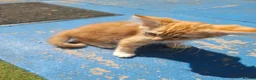 Mixed Breed cats for sale: 3 Ginger Kittens. 8 weeks old  - Advert 9