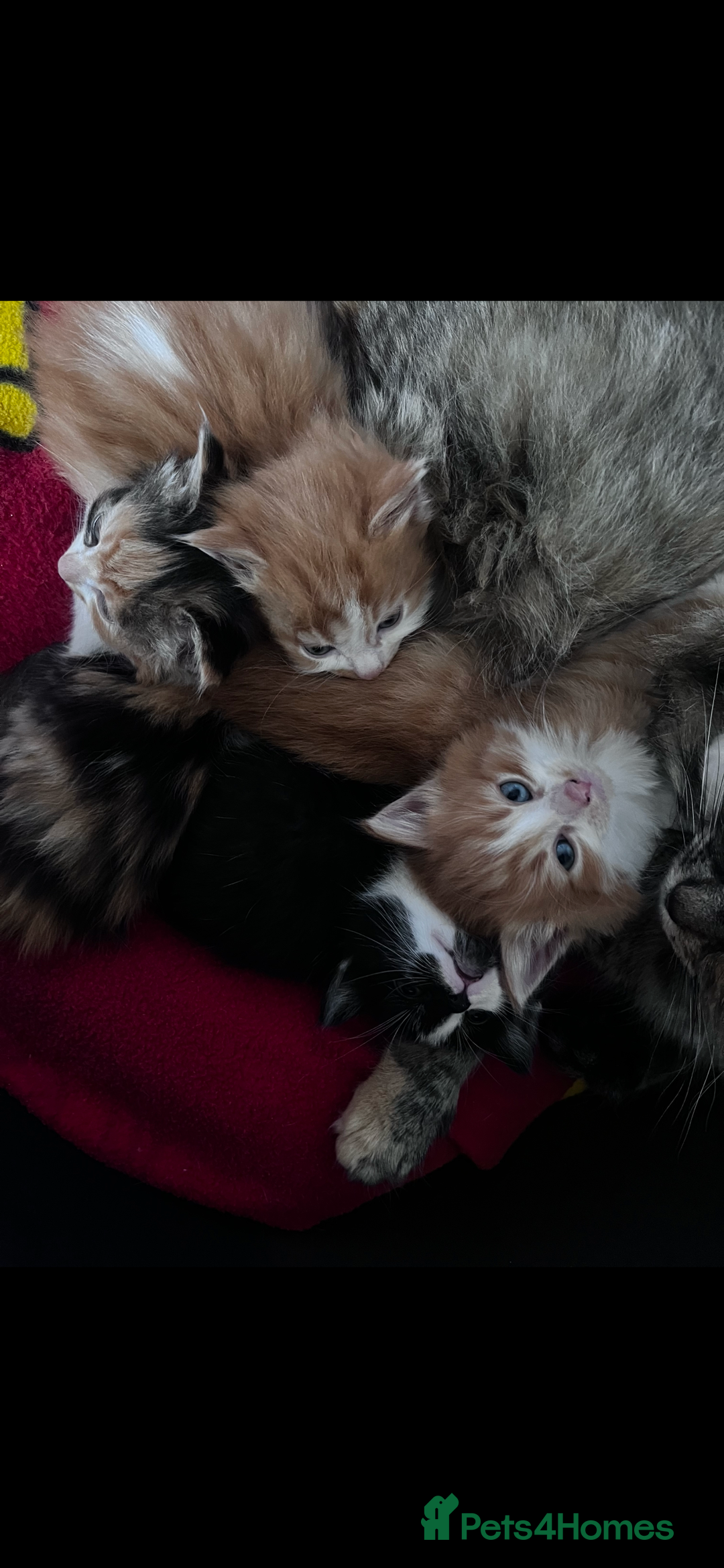 Mixed Breed cats for sale: Beautiful Fluffy Kittens - Advert 14