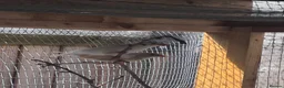 Finches birds for sale: Zebra Finch Chicks - Advert 5