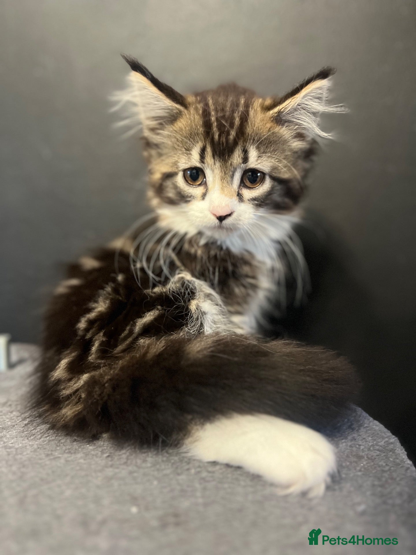 Mixed Breed cats for sale: Super fluffy mixed breed Kittens - Advert 2