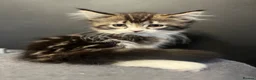 Mixed Breed cats for sale: Super fluffy mixed breed Kittens - Advert 2