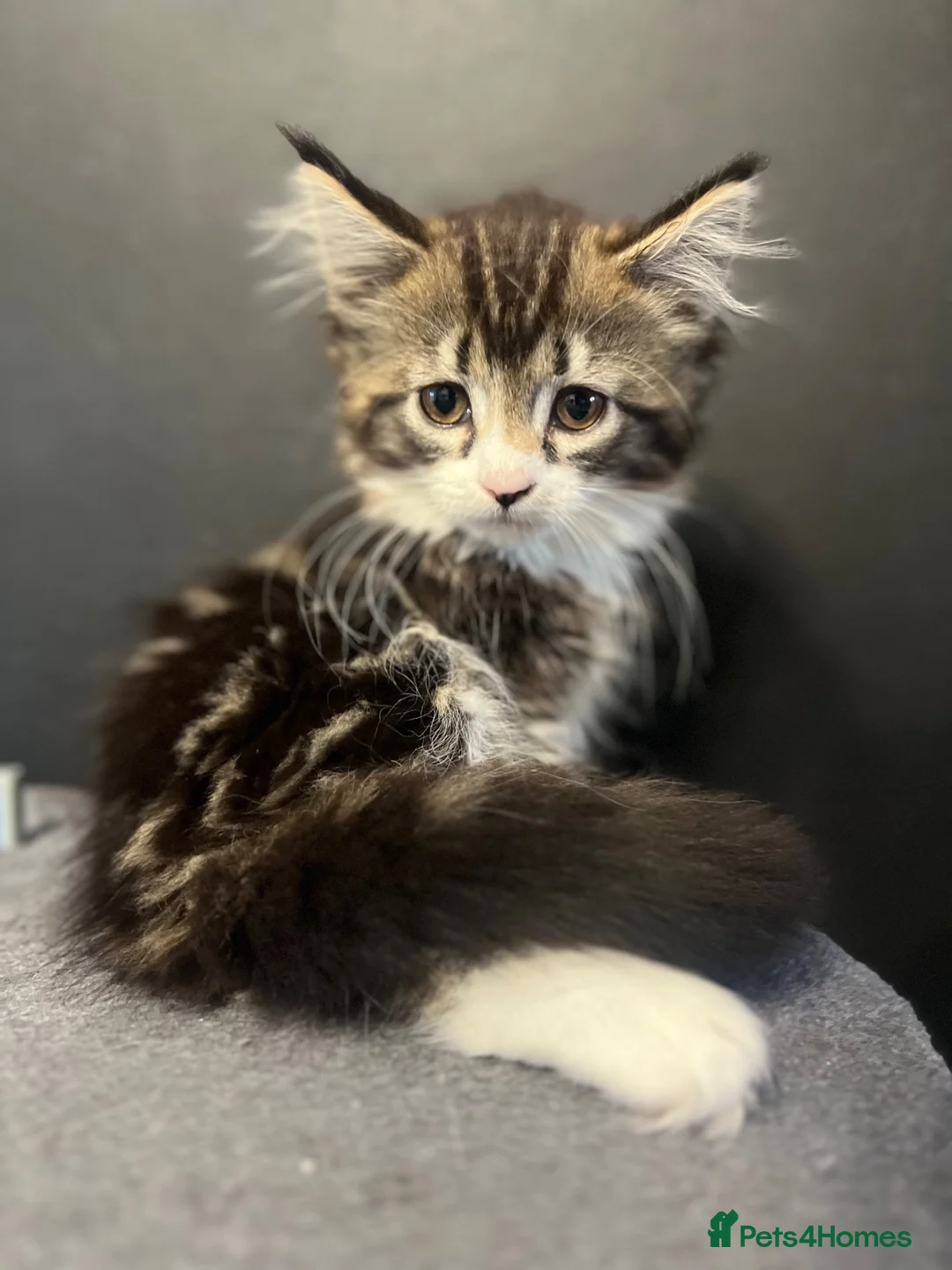 Mixed Breed cats for sale: Super fluffy mixed breed Kittens - Advert 2