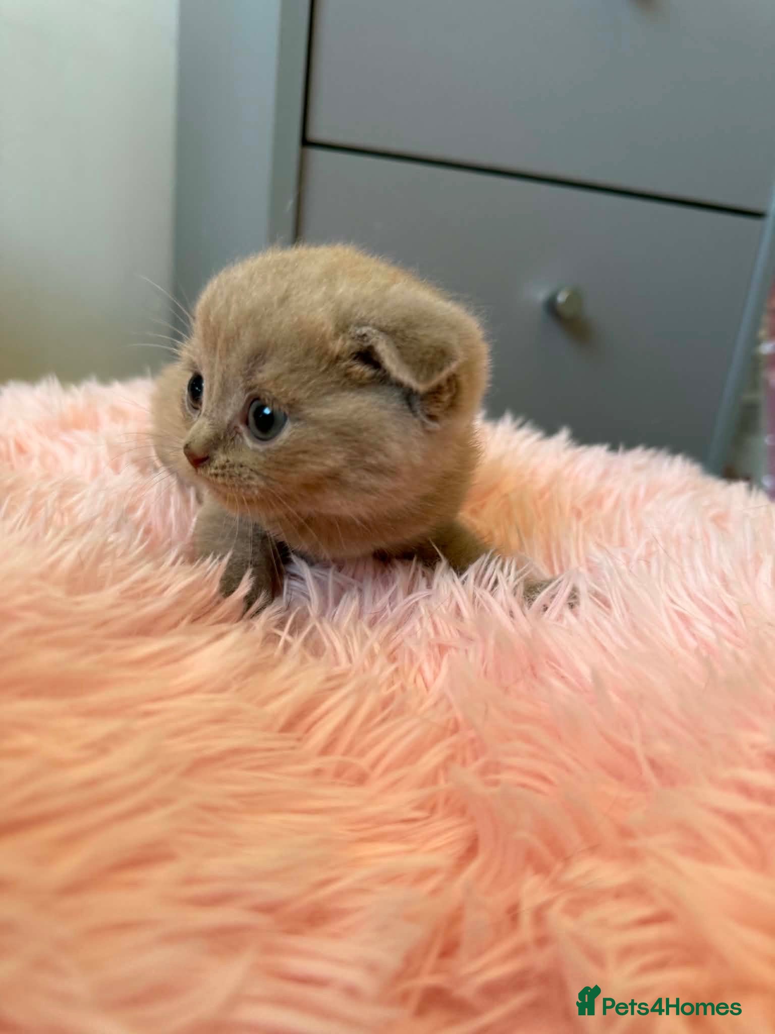 Scottish Fold cats 😻Scottish fold chocolate and lilac kittens😻 - Advert 1