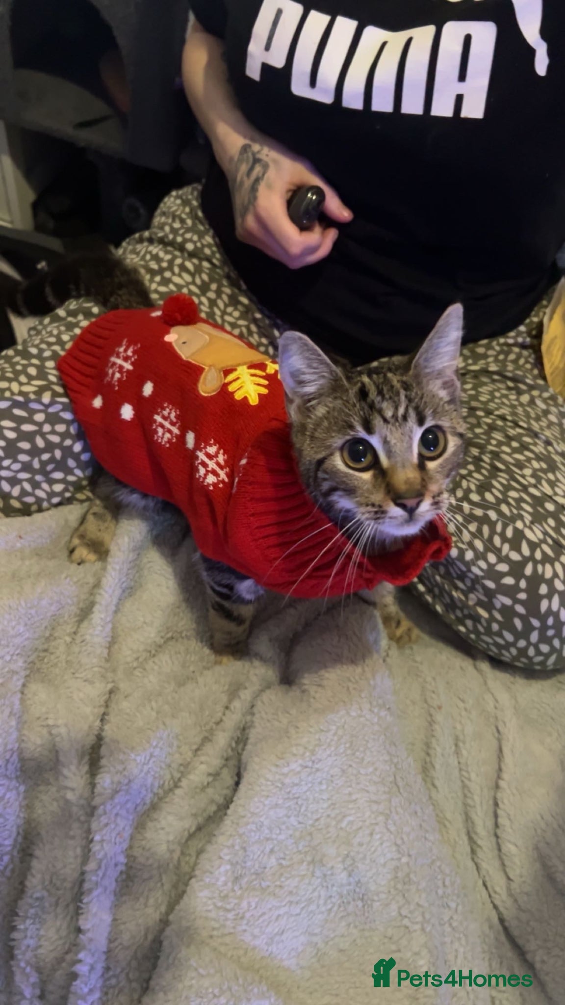 Mixed Breed cats  Millie - Advert 4
